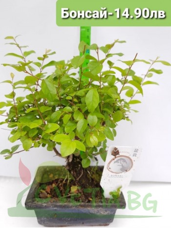 Бонсай "Bonsai"